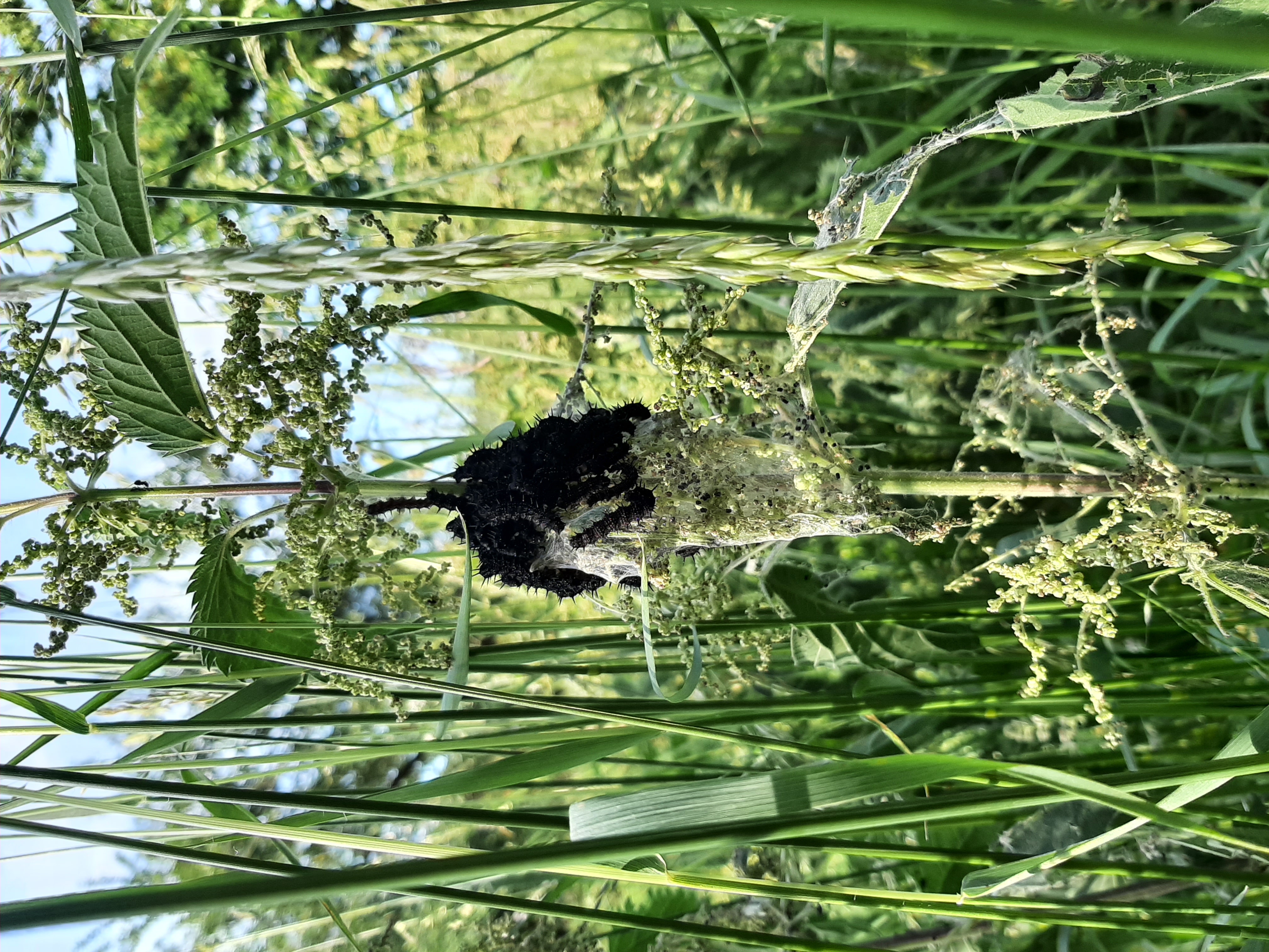 Raupen des Tagpfauenauges